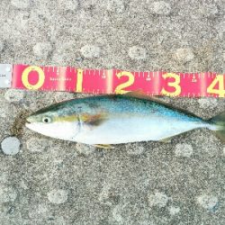 タチウオ釣れずハマチは釣れた