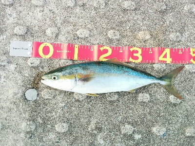 タチウオ釣れずハマチは釣れた