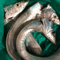 タチウオ いろいろな釣り方