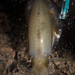 アオリイカ短時間で4杯