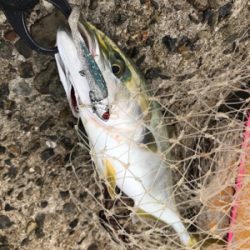 朝5時過ぎから。