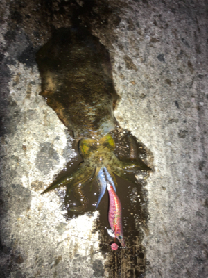 ぼちぼち上がりだしました。