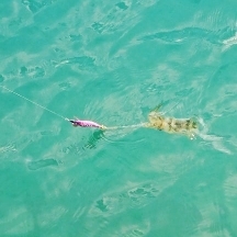 エギング釣行その４６