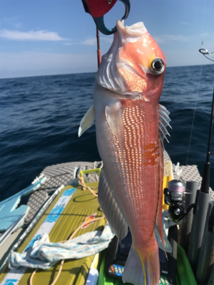 マイボートでアマダイ狙い！