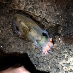 ナイトエギング