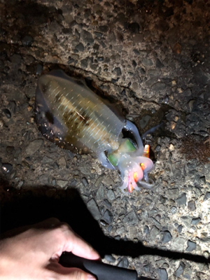 ナイトエギング