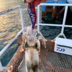 人生初アオリイカ