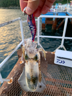 人生初アオリイカ