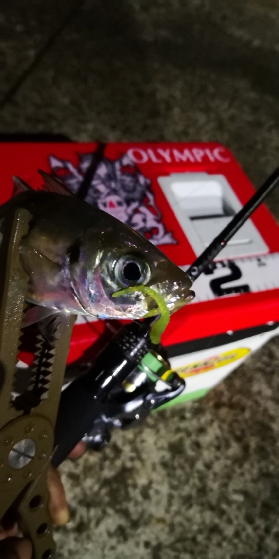 アジング練習27