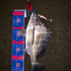 メタルマルでナイトチヌ！