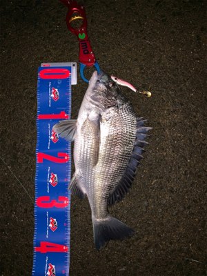 メタルマルでナイトチヌ！