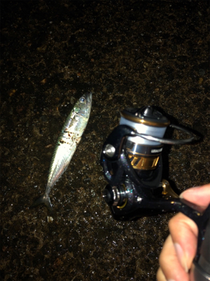 アジングのちエギング