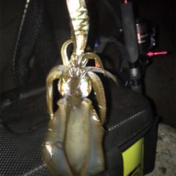 アオリ釣れたけど…サイズがσ(^_^;)