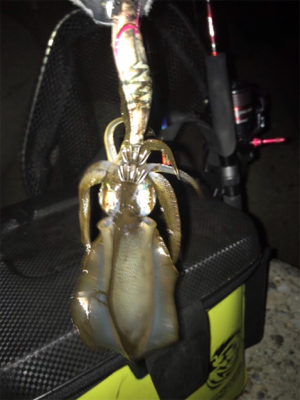 アオリ釣れたけど…サイズがσ(^_^;)