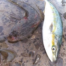 須磨海岸で青物とまさかの底物