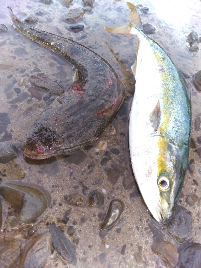 須磨海岸で青物とまさかの底物