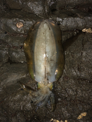 まぁまぁのサイズ