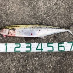 サワラ80センチ!芦屋があつい!