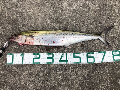 サワラ80センチ！芦屋があつい！