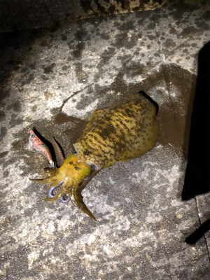 明石に神が舞い降りた。