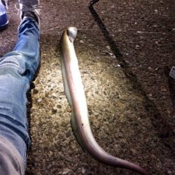 モンハンのつもりが。