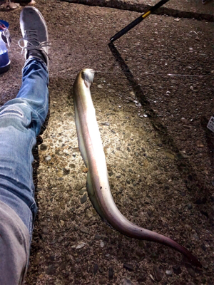 モンハンのつもりが。