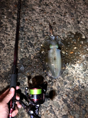 連夜のエギング釣行