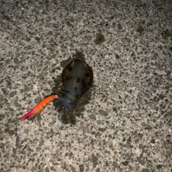 初アオリイカ♪