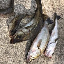 表層ではイワシの群れが見られ生命感満開！