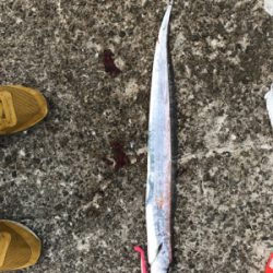 今期初タチウオ