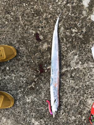 今期初タチウオ