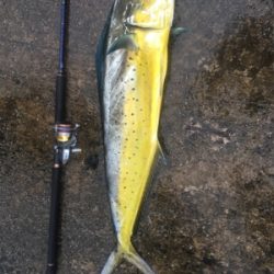 まさかのシイラ