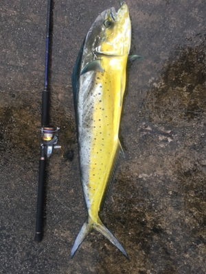 まさかのシイラ