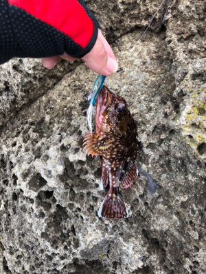 エギングの合間に