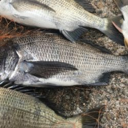 紀州釣りでまさかのエイ