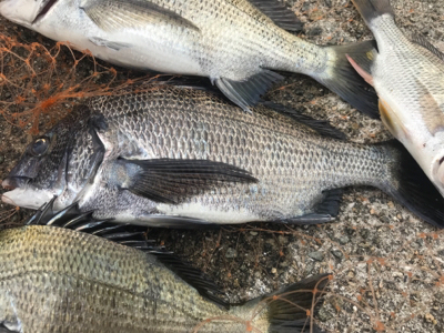 紀州釣りでまさかのエイ