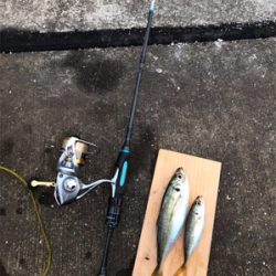 アジング＆タチウオ