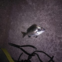 大きい個体は何処に？