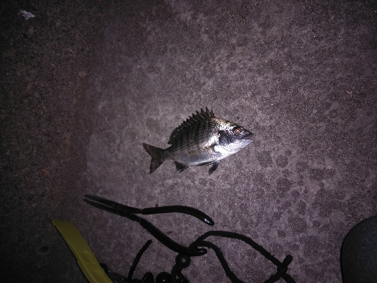 大きい個体は何処に？