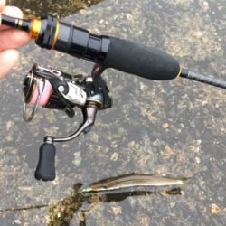 アジングのはずが