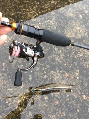 アジングのはずが