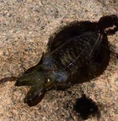 時合に当たった！