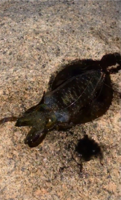 時合に当たった！