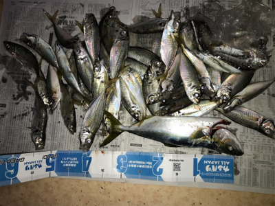 泉佐野一文字の竿下サビキ