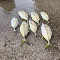 イカを求めてランガン！