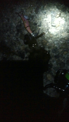 祝！アオリイカ100杯達成！！アオリイカ11杯！