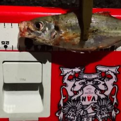 アジング練習28