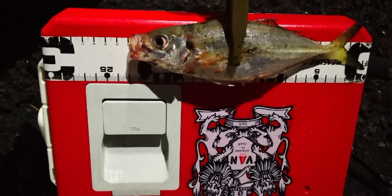 アジング練習28