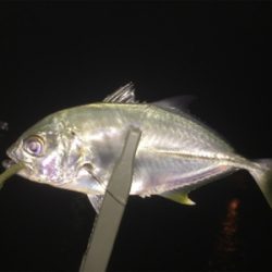 メッキ・チヌ・キビレ・アジ