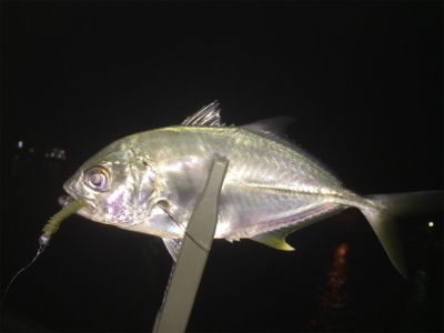 メッキ・チヌ・キビレ・アジ